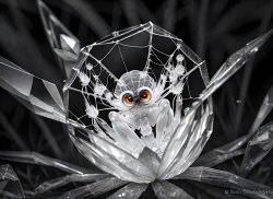 Photogenic Spider