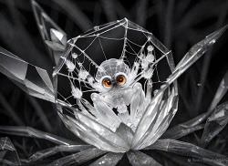 Photogenic Spider Photogenic Spider