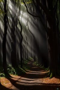 Dans Les Bois  La Recherche De Champign