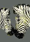 Designteppich Narzisse Mit Zebras Maße 120x170 Cm Moderner Teppich Mit Dem Bild Von Zwei Zebras Verkauft Durch Mpcshop Grauer Innenteppich Ganz Aus Polypropylen