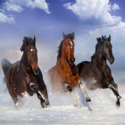 100talenti propone un'ampia selezione di Fotomurali con animali: meravigliose immagini in formato maxi per gli amanti della natura e della fauna in particolare. Scegli con fiducia un Fotomurale Animali e ne rimarrai soddisfatto.